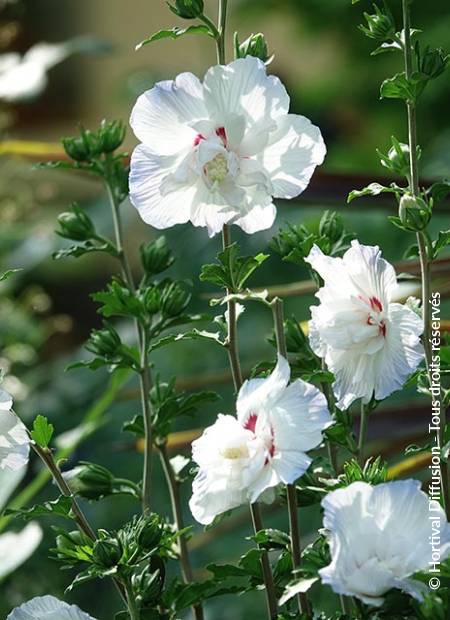 © Hortival Diffusion - Tous droits réservés