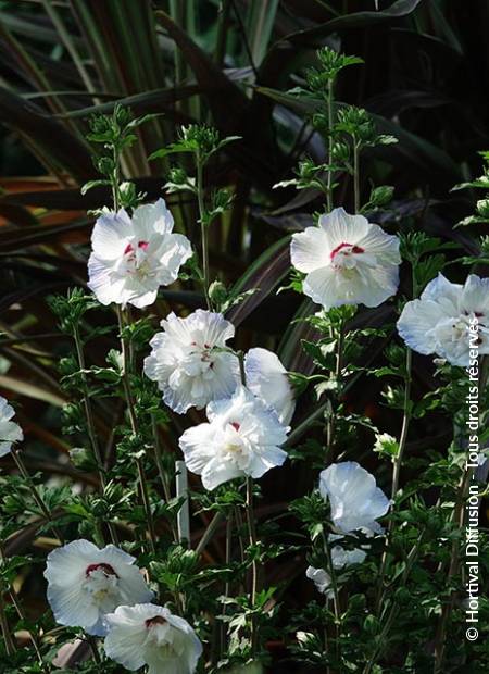 © Hortival Diffusion - Tous droits réservés