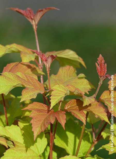 © Hortival Diffusion - Tous droits réservés