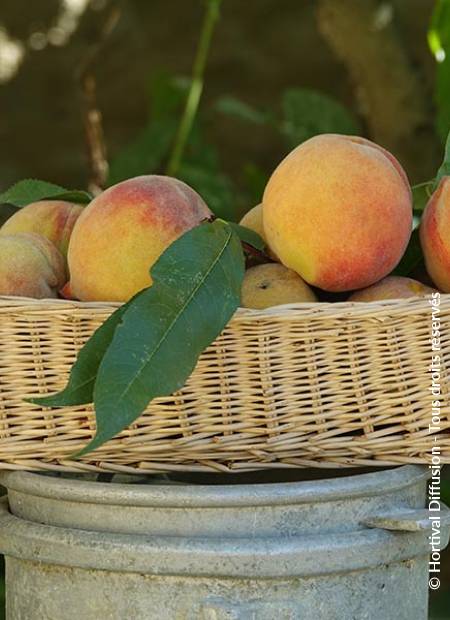 © Hortival Diffusion - Tous droits réservés