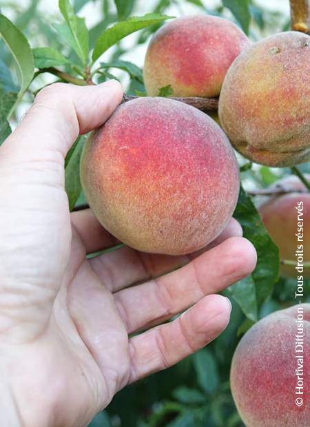 © Hortival Diffusion - Tous droits réservés