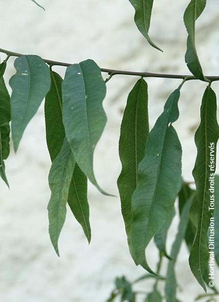 © Hortival Diffusion - Tous droits réservés