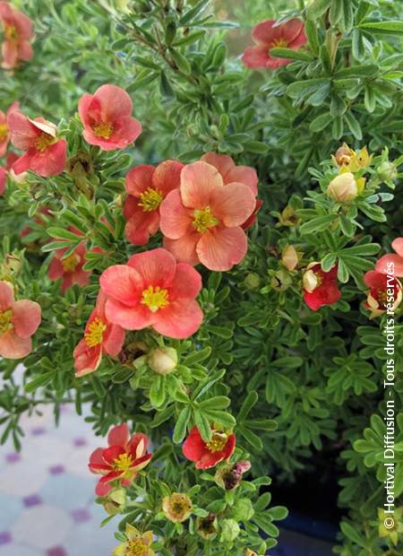 © Hortival Diffusion - Tous droits réservés