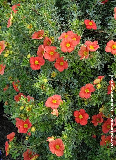 © Hortival Diffusion - Tous droits réservés