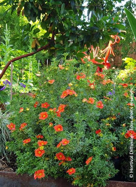 © Hortival Diffusion - Tous droits réservés