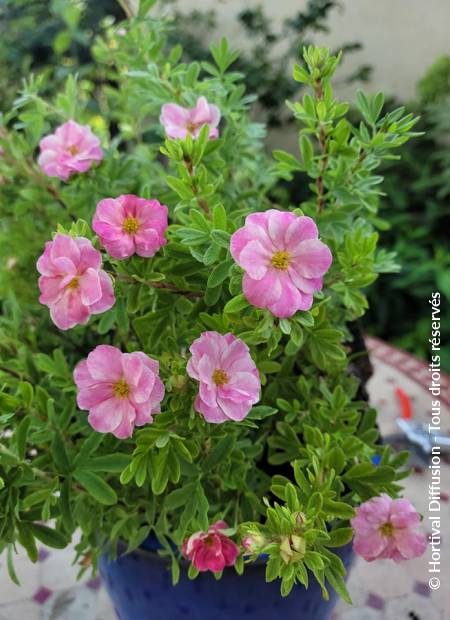 © Hortival Diffusion - Tous droits réservés