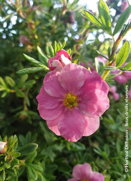 © Hortival Diffusion - Tous droits réservés