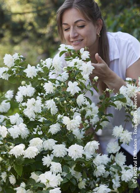 © Hortival Diffusion - Tous droits réservés