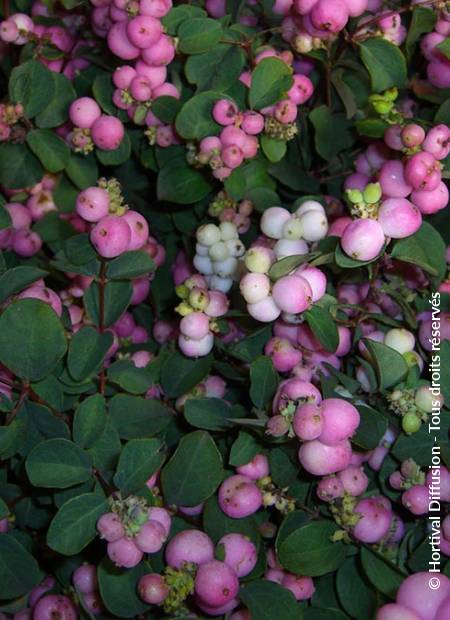 © Hortival Diffusion - Tous droits réservés