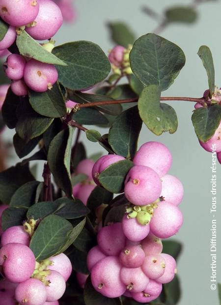 © Hortival Diffusion - Tous droits réservés