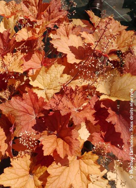 © Hortival Diffusion - Tous droits réservés