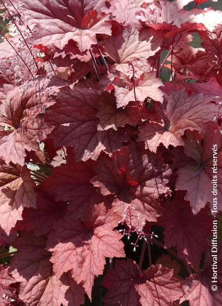 © Hortival Diffusion - Tous droits réservés