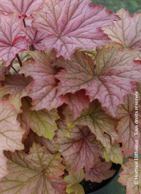 © Hortival Diffusion - Tous droits réservés