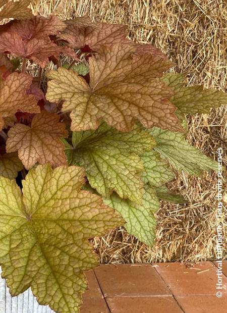 © Hortival Diffusion - Tous droits réservés