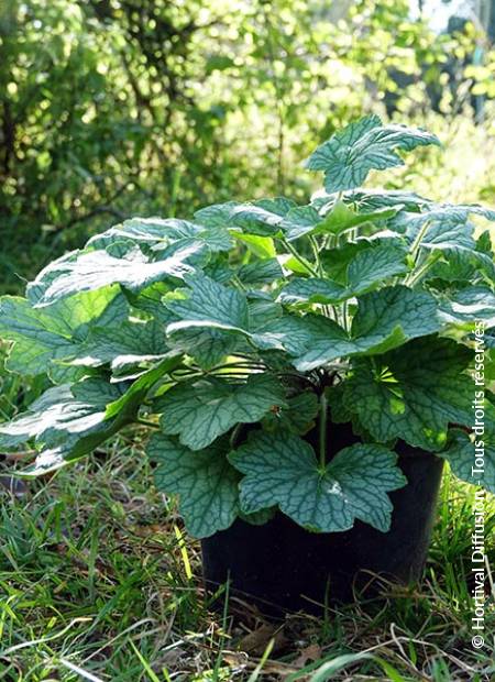 © Hortival Diffusion - Tous droits réservés