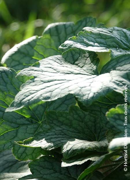 © Hortival Diffusion - Tous droits réservés