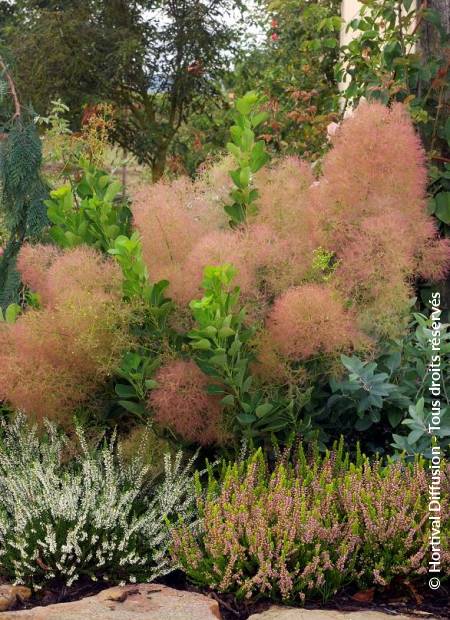 © Hortival Diffusion - Tous droits réservés