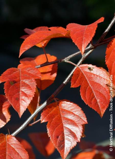 © Hortival Diffusion - Tous droits réservés