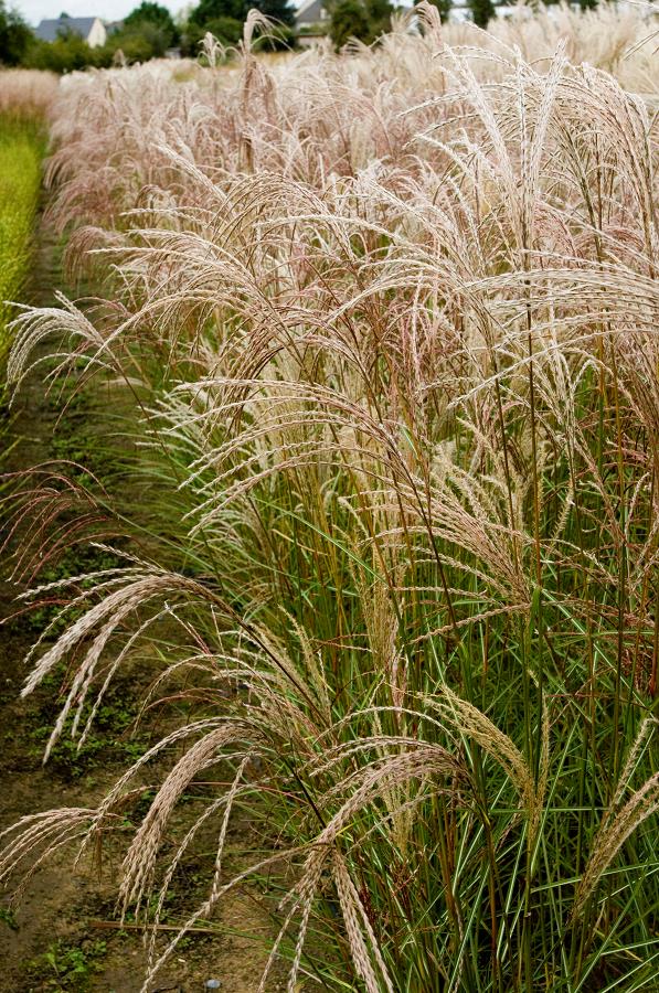 MISCANTHUS Sinensis 'KASCADE' | Minier Solution Pro