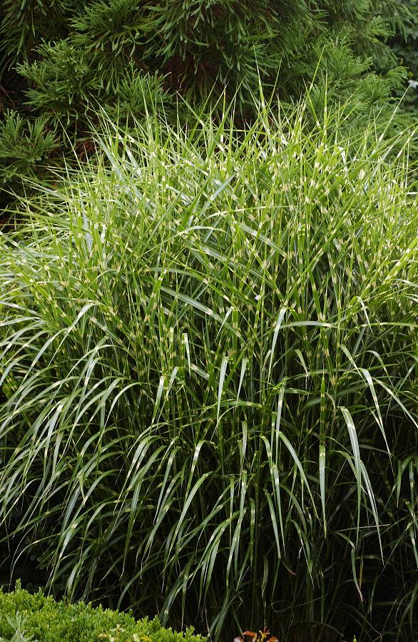 MISCANTHUS Sinensis 'ZEBRINUS' | Minier Solution Pro