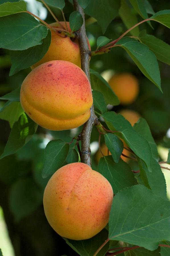 Un fruit à découvrir : la cerise de Cayenne – Microcitrus, pépinière en  Dordogne